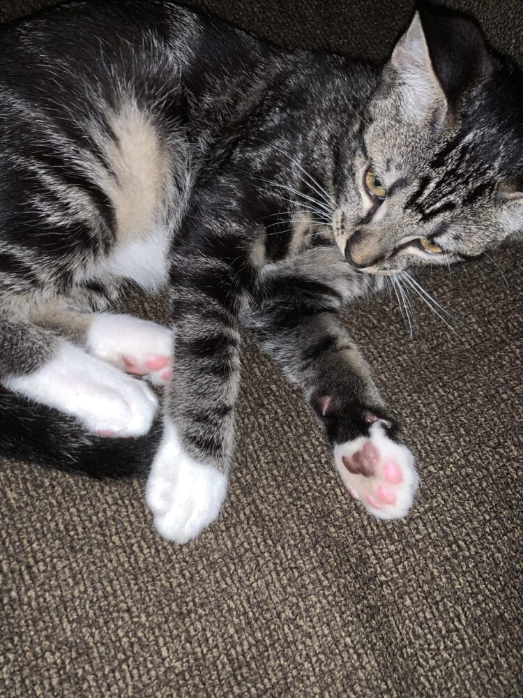 classical cat feet 2 scaled