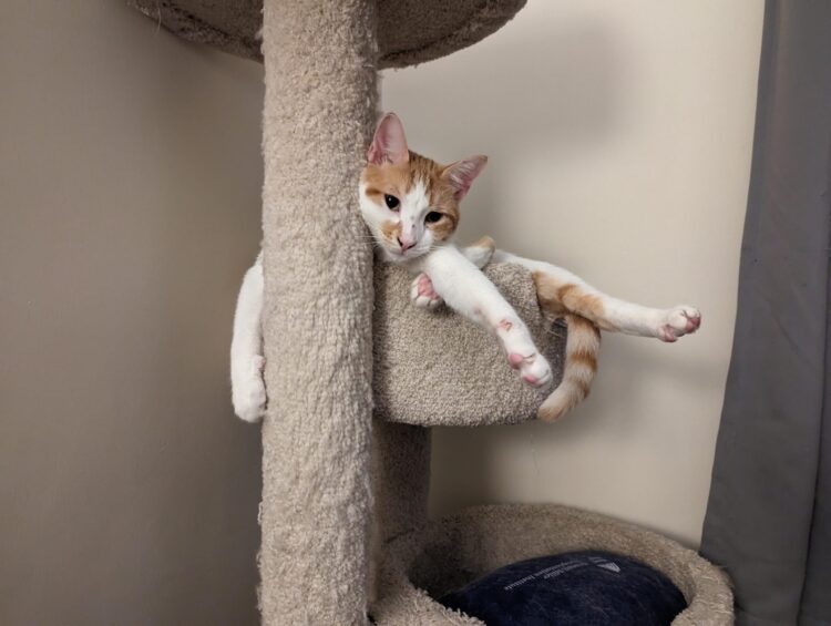 classical cat feet 3 scaled