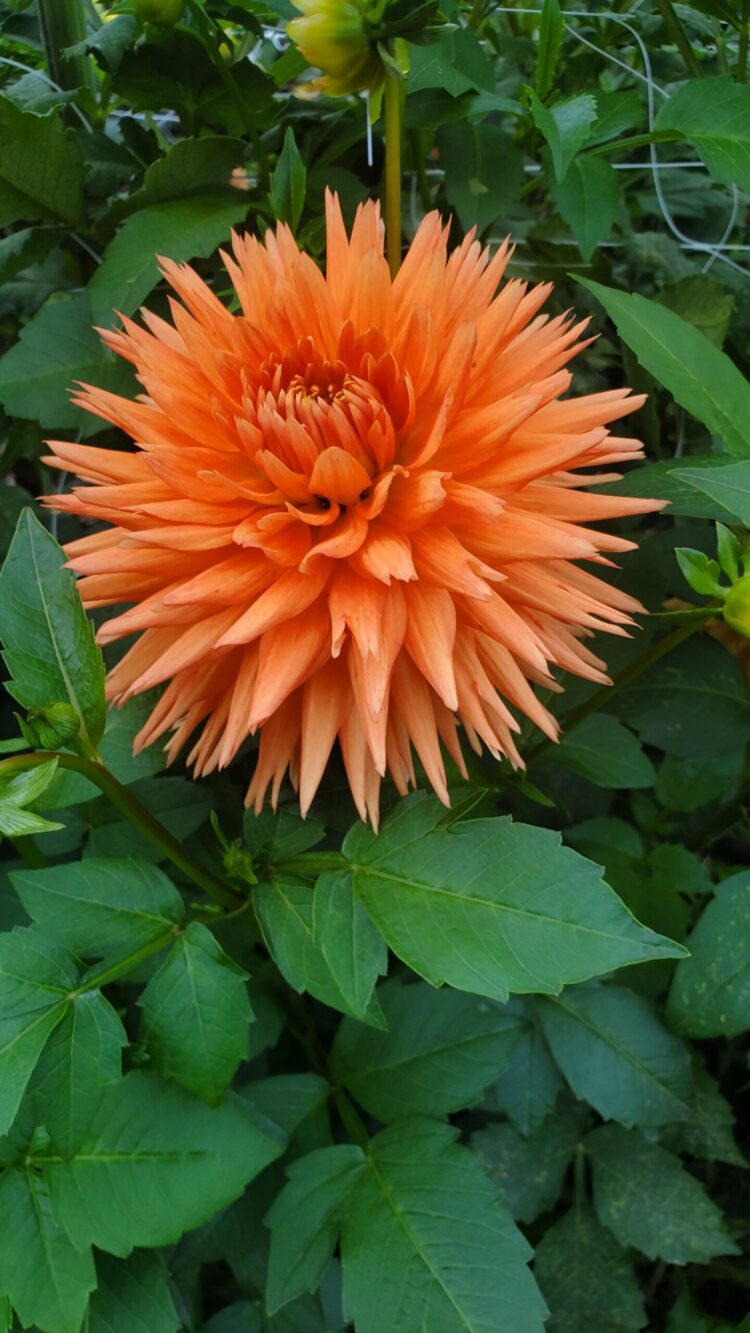 cleo laine feet 5 scaled