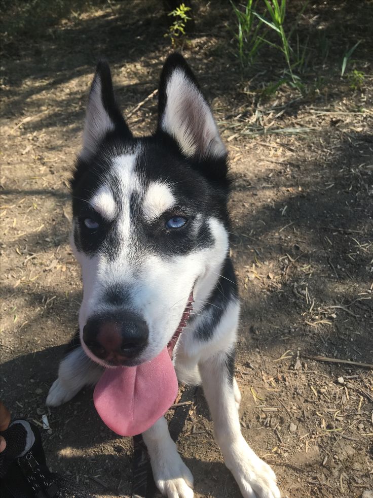 cookie the husky feet 4