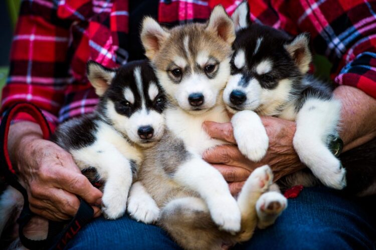 cookie the husky feet 5