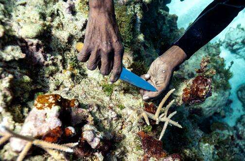 coral golding feet 6