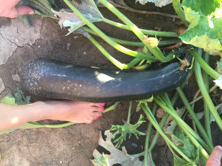 courgette feet 6