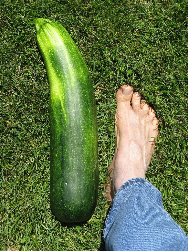 courgette feet