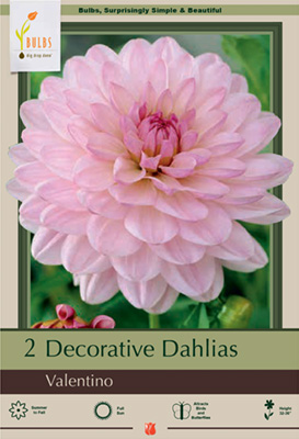 dahlia valentino feet