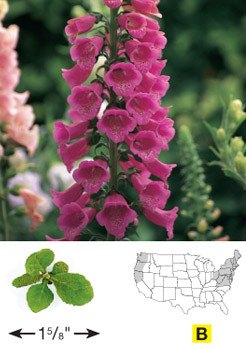 daisy foxglove feet 2