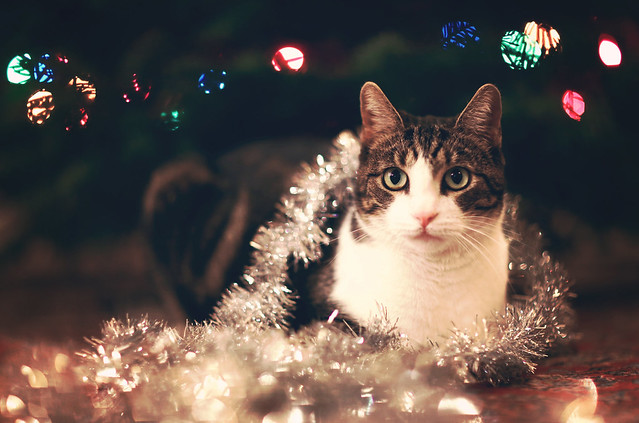 daniela banikova feet 6