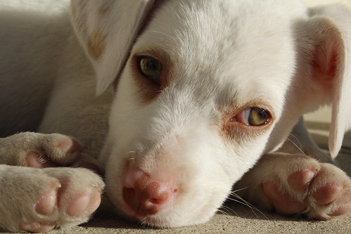 daniela santos feet 4