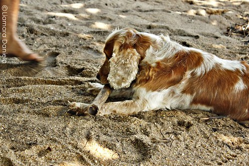 daniela santos feet 6