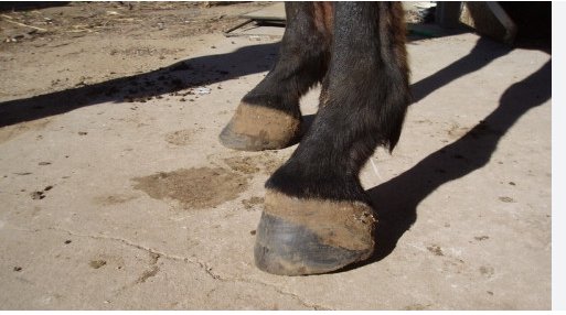 darlene nikki feet 6