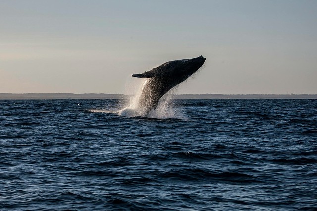 daylana espindola feet 6