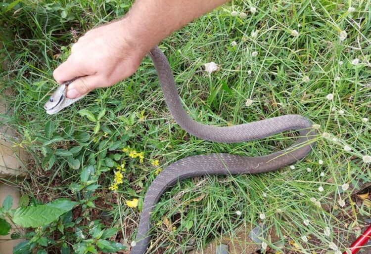 deadly encounter feet 6