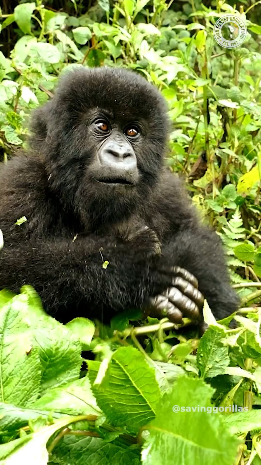 dian fossey feet 6