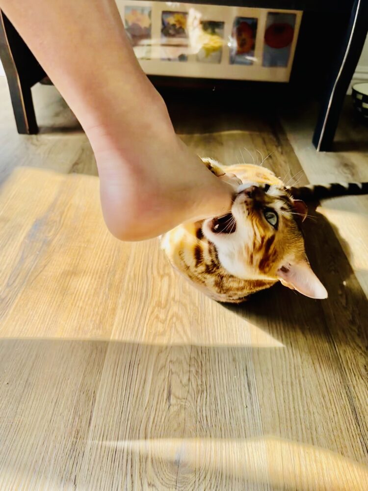 ding dang feet 1