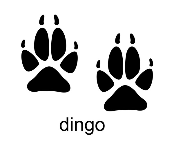 dingo doodles feet 2