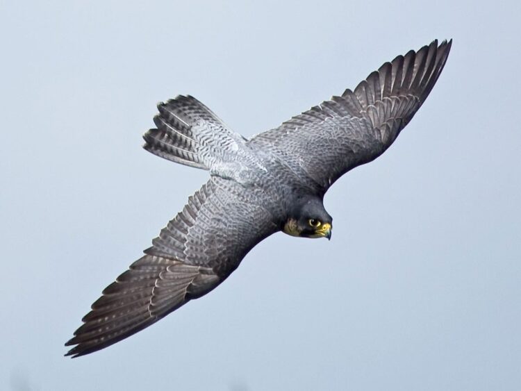 divine falcon feet 1