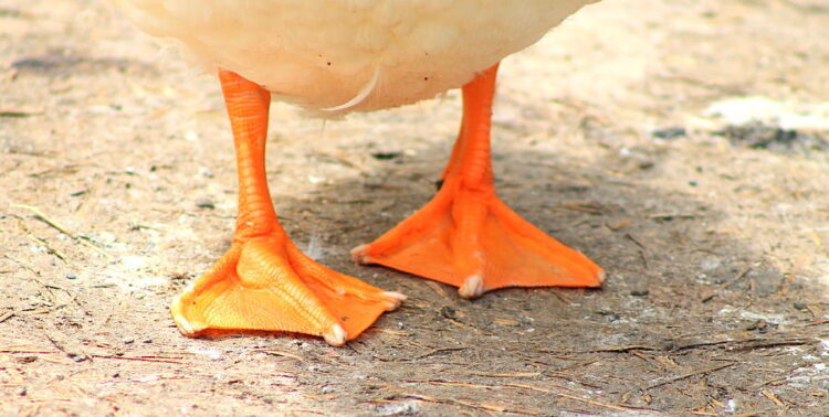 ducky feet 2