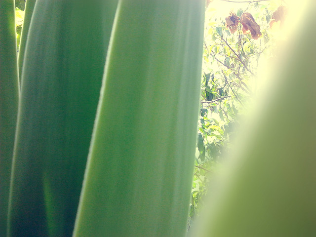 eduarda lopes feet 6