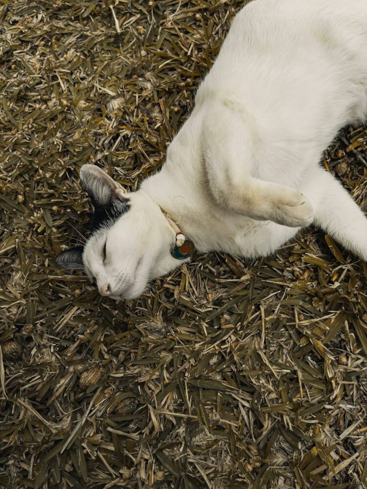 ekaterina antonova feet 5