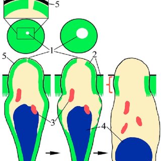 ekaterina pisarevskaya feet 4