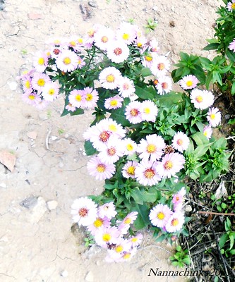 elena romanova feet 3