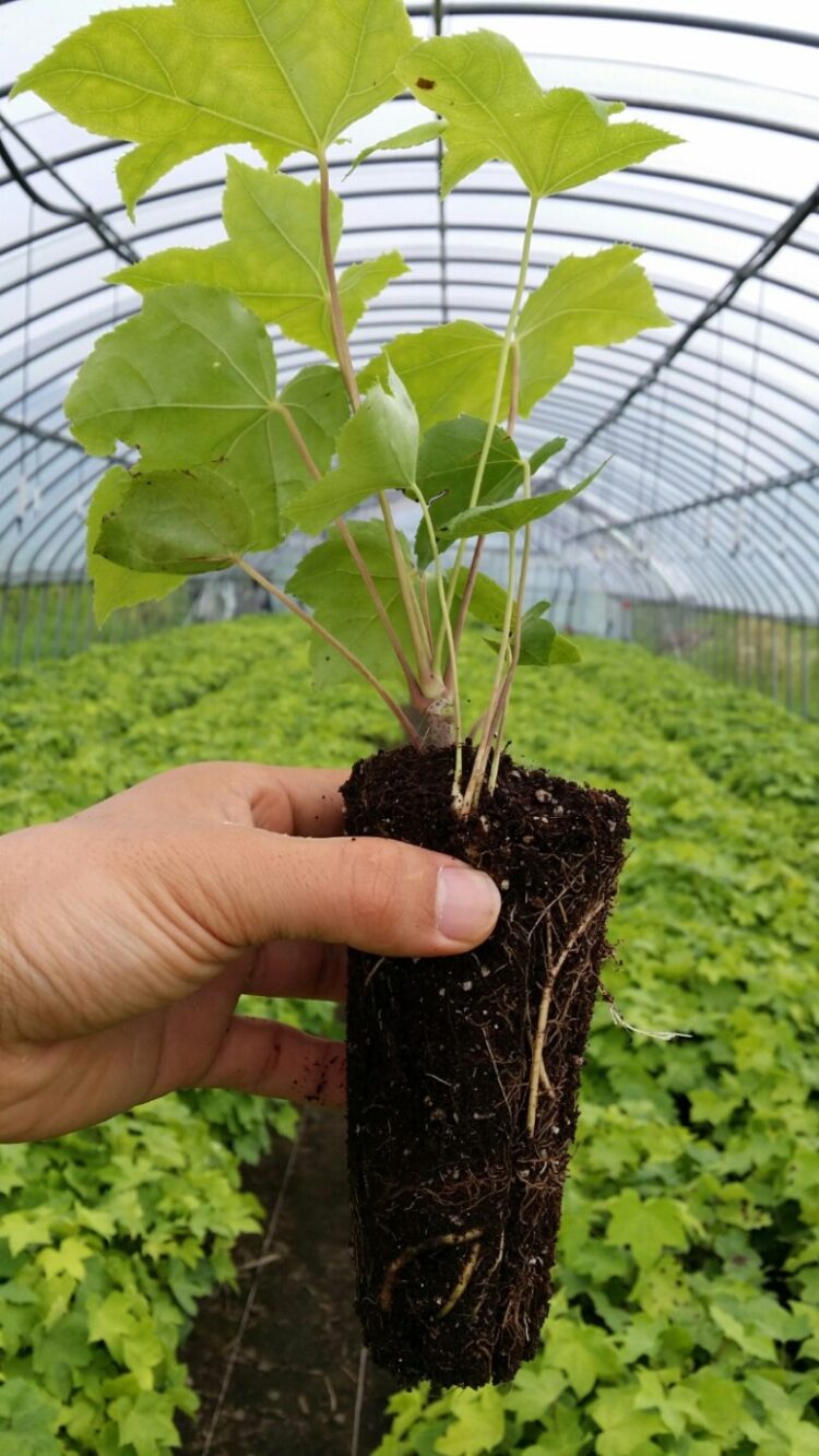 elexia broussard feet 3