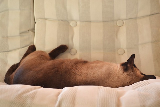 elisa serrano feet 5