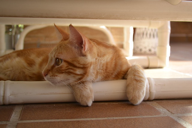 elisa serrano feet 6