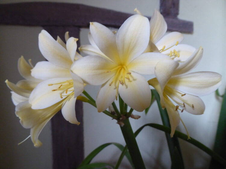 eliza clivia feet 2 scaled