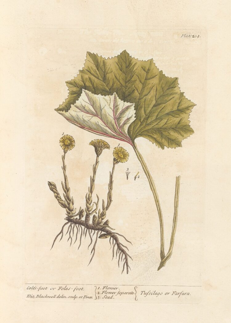 elizabeth blackwell feet 1