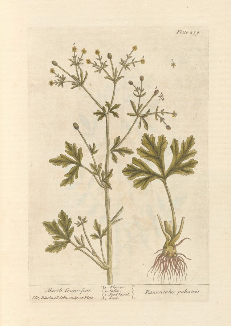 elizabeth blackwell feet 2