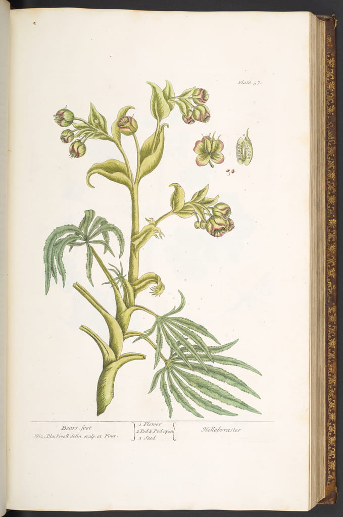 elizabeth blackwell feet 3