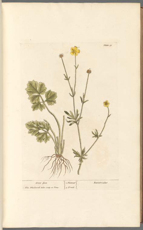 elizabeth blackwell feet 4