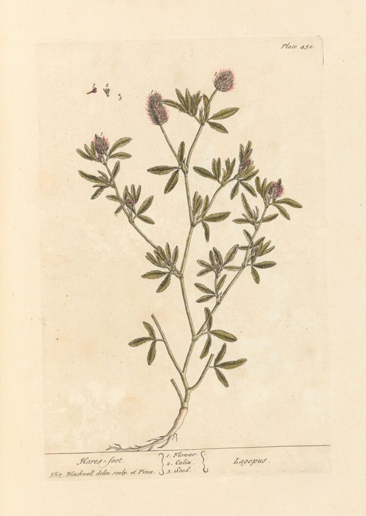 elizabeth blackwell feet 5