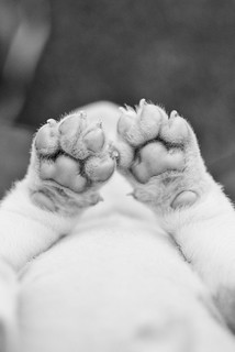 elizabeth manley feet 3