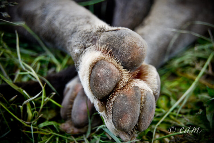 elizabeth manley feet 5