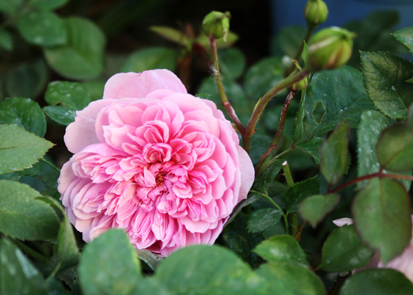 elizabeth rose feet 4