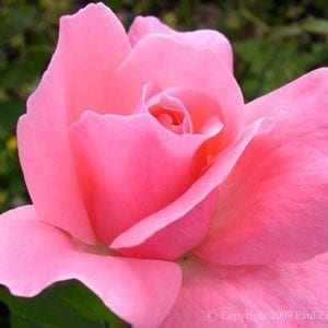 elizabeth rose feet 6