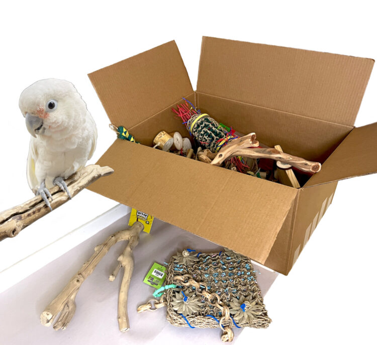 elle and the birds feet 2