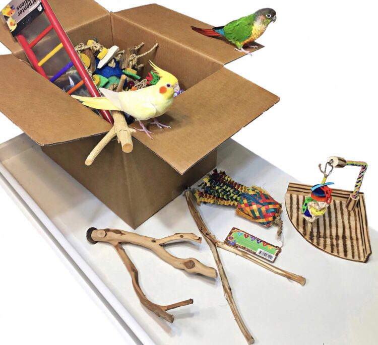 elle and the birds feet