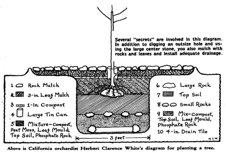 ellen g. white feet 6