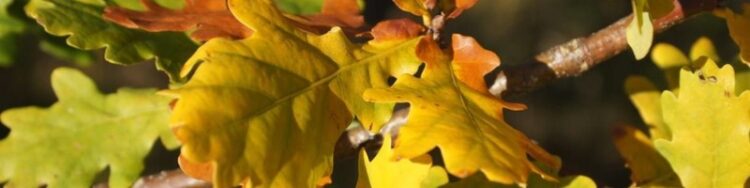 emiliya tsvetkova feet