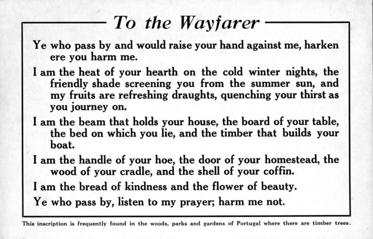 emma lucy braun feet 1