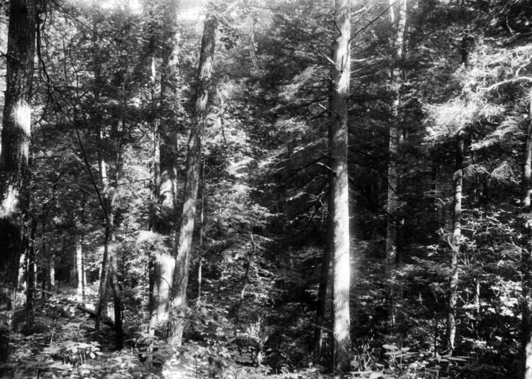 emma lucy braun feet 6