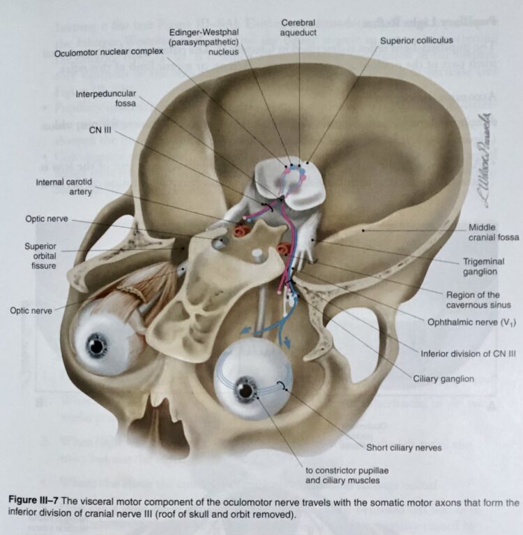 erika calabrese feet 4