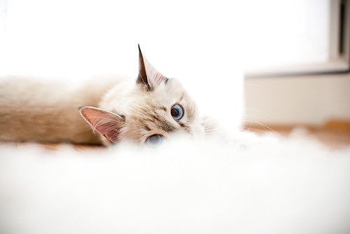 eugenia applebum feet 2