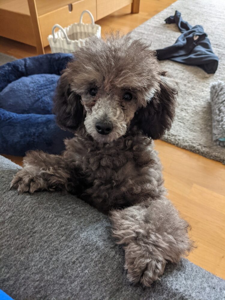 falsesymmetry feet 4