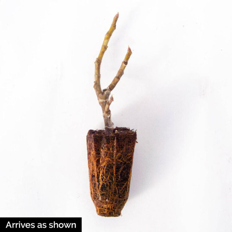 fantasia bush feet 1