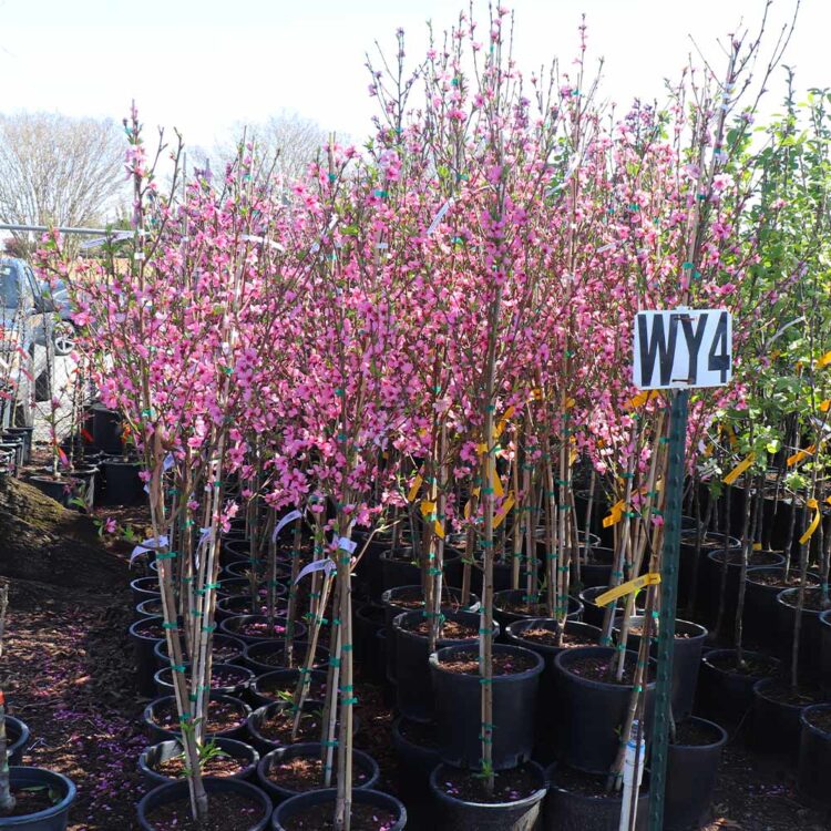 fantasia bush feet 2