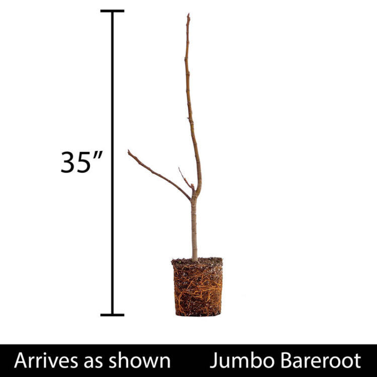 fantasia bush feet 5